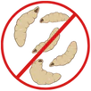 Maggot